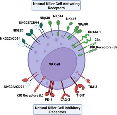 NK cell subsets and dysfunction during viral infection: a new avenue for therapeutics?
